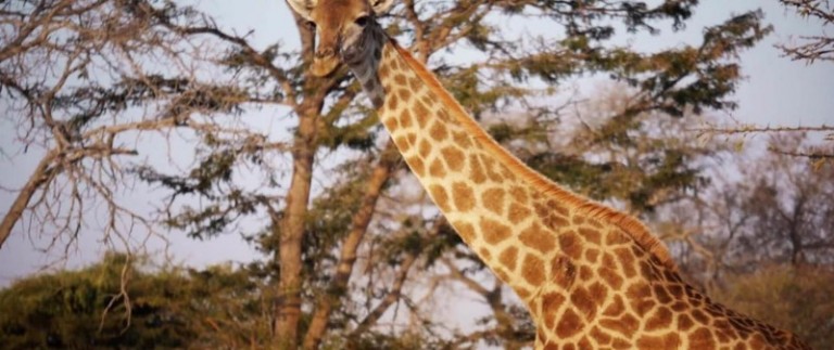 49_safari