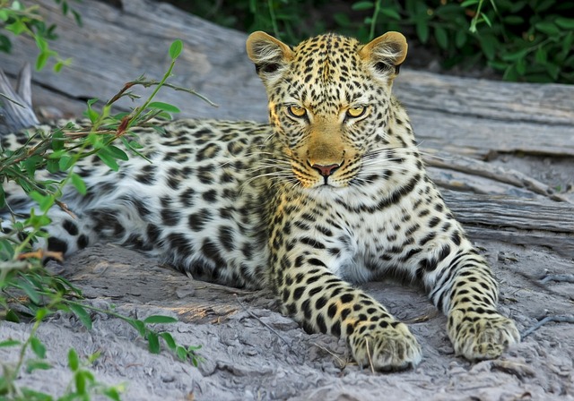 Voyage Botswana