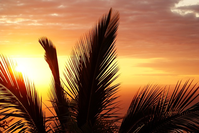 397_palm-422968_640