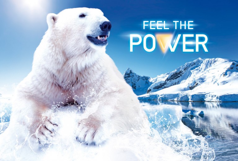 417_background-polar-bear