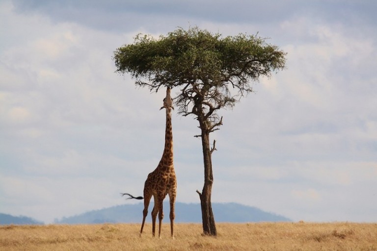 724_kenya